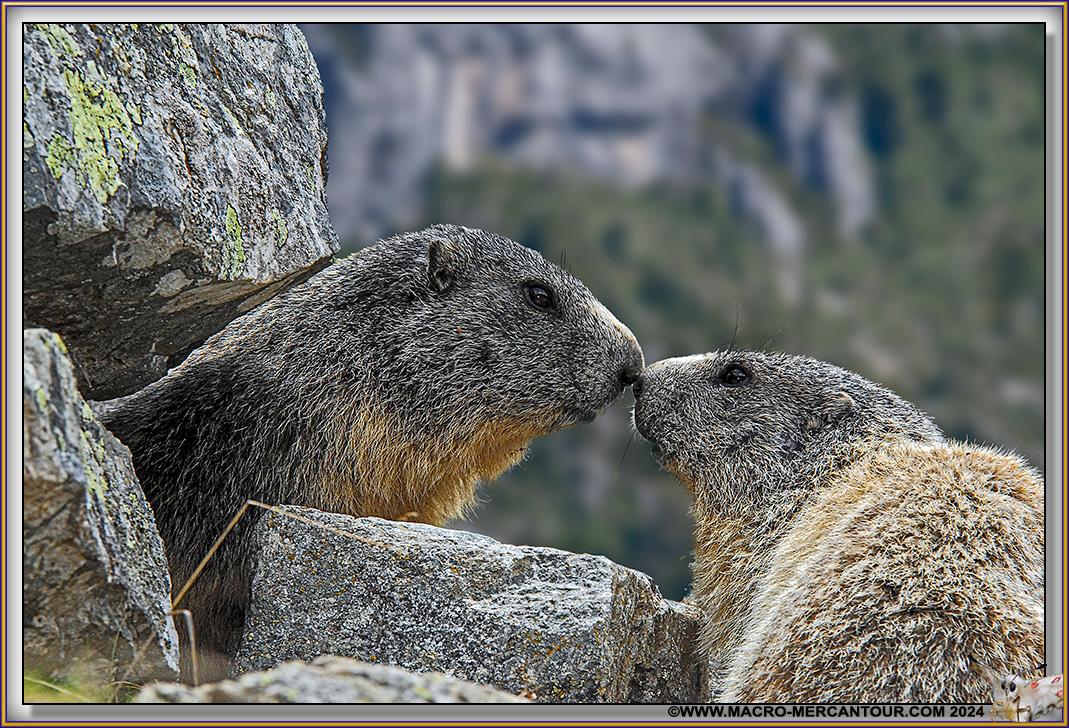 MARMOTTES